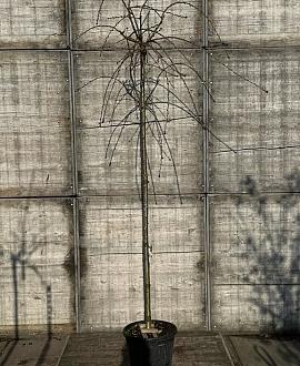 Prunus serrulata 'Kiku-Shidare-Zakura' Pot 18 liter 150 - 175 cm