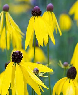 Echinacea paradoxa Pot 9 cm
