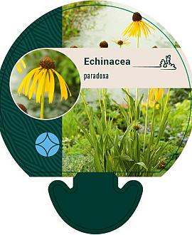 Echinacea paradoxa Pot 9 cm