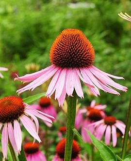 Echinacea purpurea Pot 9 cm