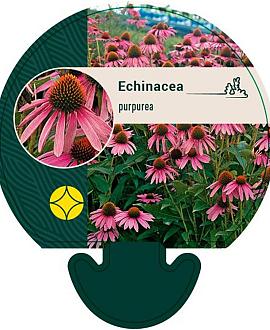 Echinacea purpurea Pot 9 cm