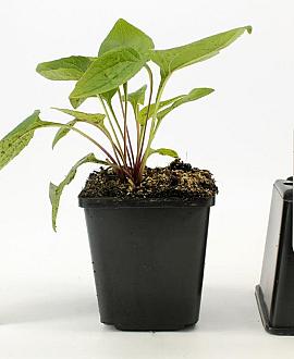 Echinacea purpurea Pot 9 cm