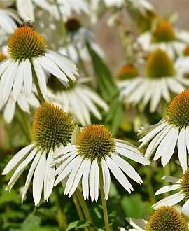 Echinacea p. 'Alba' Pot 9 cm