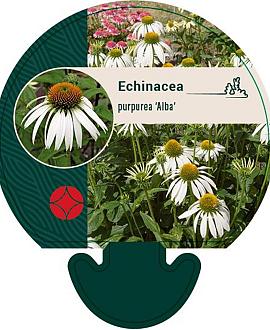 Echinacea p. 'Alba' Pot 9 cm