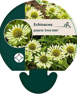 Echinacea p. 'Green Jewel' Pot 9 cm
