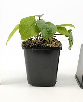 Echinacea p. 'Magnus' Pot 9 cm