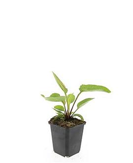Echinacea p. 'Magnus' Pot 9 cm