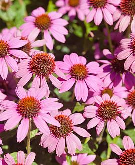 Echinacea p. 'Magnus' Pot 9 cm