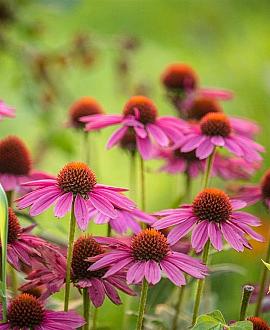 Echinacea p. 'Pica Bella' Pot 9 cm