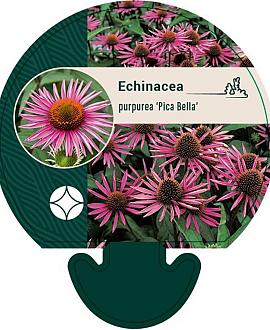 Echinacea p. 'Pica Bella' Pot 9 cm