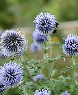 Echinops bannaticus Pot 9 cm
