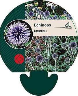 Echinops bannaticus Pot 9 cm