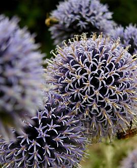 Echinops bannaticus 'Taplow Blue' Pot 9 cm