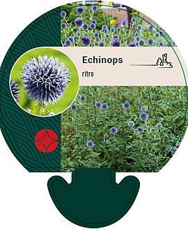 Echinops ritro Pot 9 cm