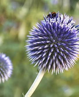 Echinops ritro 'Veitch's Blue' Pot 9 cm