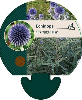Echinops ritro 'Veitch's Blue' Pot 9 cm