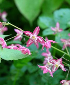 Epimedium gr. 'Lilafee' Pot 9 cm
