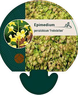 Epimedium perralc. 'Frohnleiten' Pot 9 cm