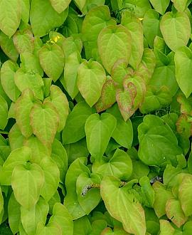Epimedium rubrum Pot 9 cm