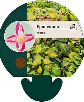 Epimedium rubrum Pot 9 cm