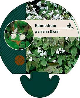 Epimedium y. 'Niveum' Pot 9 cm