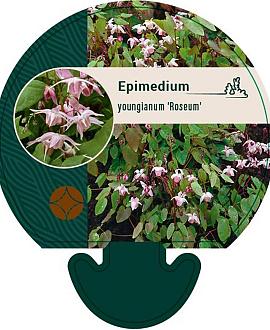 Epimedium y. 'Roseum' Pot 9 cm