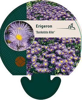 Erigeron 'Dunkelste Aller' Pot 9 cm
