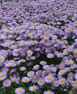 Erigeron 'Dunkelste Aller' Pot 9 cm