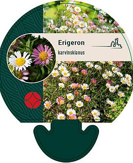 Erigeron karvinskianus Pot 9 cm