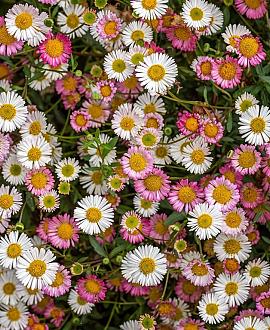 Erigeron karvinskianus Pot 9 cm