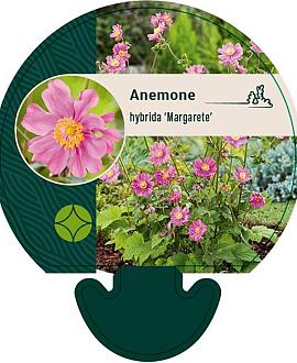 Anemone hyb. 'Margarete' Pot 9 cm