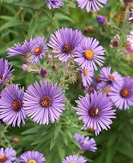 Aster pyrenaeus 'Lutetia' Pot 9 cm