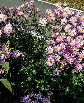 Erigeron 'Rosa Juwel' Pot 9 cm