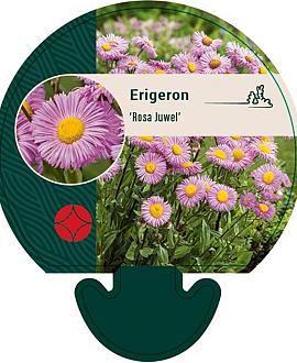 Erigeron 'Rosa Juwel' Pot 9 cm