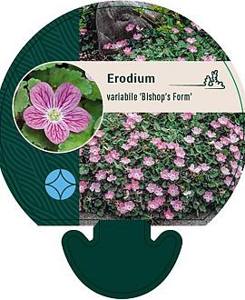 Erodium variabile 'Bishop's Form' Pot 9 cm
