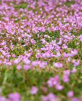 Erodium variabile 'Bishop's Form' Pot 9 cm