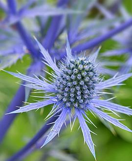 Eryngium planum Pot 9 cm