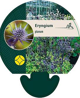 Eryngium planum Pot 9 cm