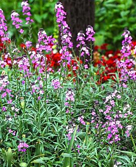 Erysimum 'Bowles' Mauve' Pot 9 cm