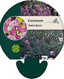 Erysimum 'Bowles' Mauve' Pot 9 cm