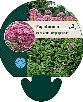 Eupatorium mac. 'Atropurpureum' Pot 9 cm