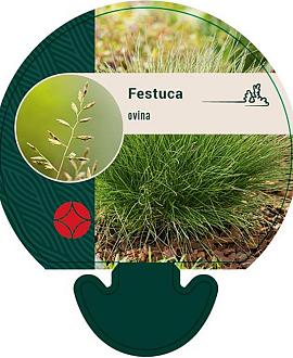 Festuca ovina Pot 9 cm