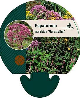 Eupatorium mac. 'Riesenschirm' Pot 9 cm