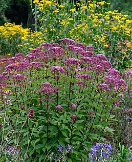 Eupatorium mac. 'Riesenschirm' Pot 9 cm
