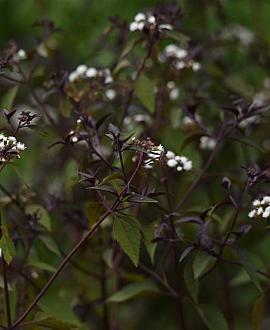 Eupatorium rugosum 'Chocolate' Pot 9 cm