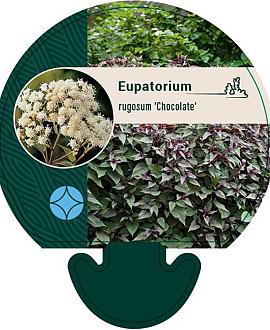 Eupatorium rugosum 'Chocolate' Pot 9 cm