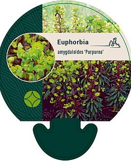 Euphorbia amygdal. 'Purpurea' Pot 9 cm