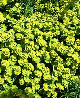 Euphorbia amygdal. robbiae Pot 9 cm