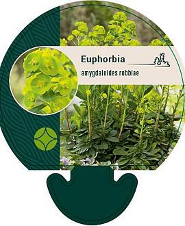 Euphorbia amygdal. robbiae Pot 9 cm
