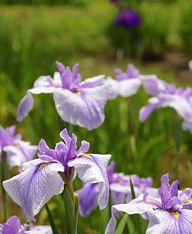 Iris ensata Pot 9 cm